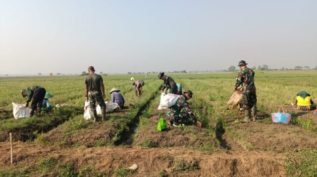 Korem 051/Wkt Dorong Panen dan Tanam Bawang Merah di Sukatani