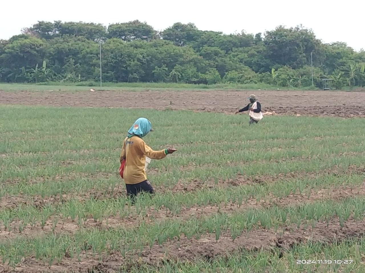 Korem 051/Wijayakarta Gencarkan Pertanian Terpadu untuk Kemandirian Pangan