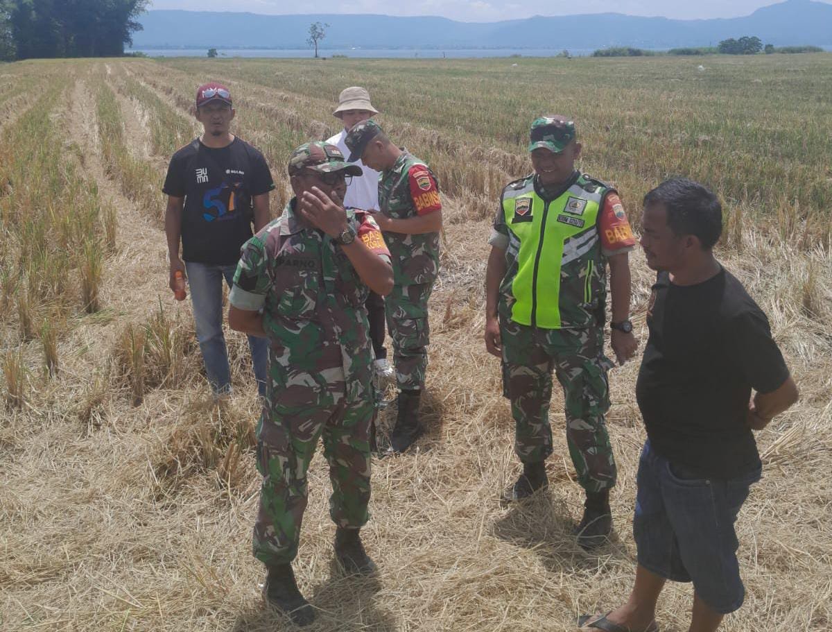 Kodim 0210/TU Dukung Program Presiden Prabowo Sergab Gabah Rp.6.500/Kg