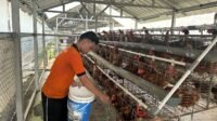 WhatsApp Image 2025-02-28 at 12.18.11 Lapas Pemuda Tangerang Kembangkan Peternakan Ayam Petelur