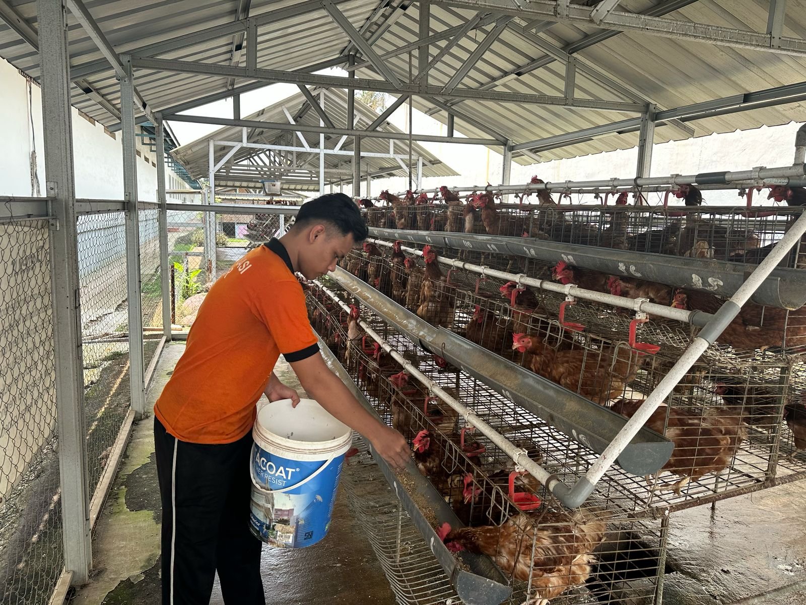 Lapas Pemuda Tangerang Kembangkan Peternakan Ayam Petelur