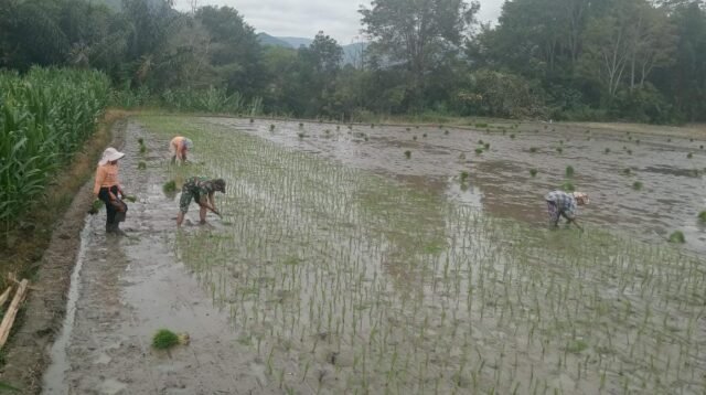 Sukseskan Ketapang Babinsa Turun Langsung Bantu Petani Tanam Padi