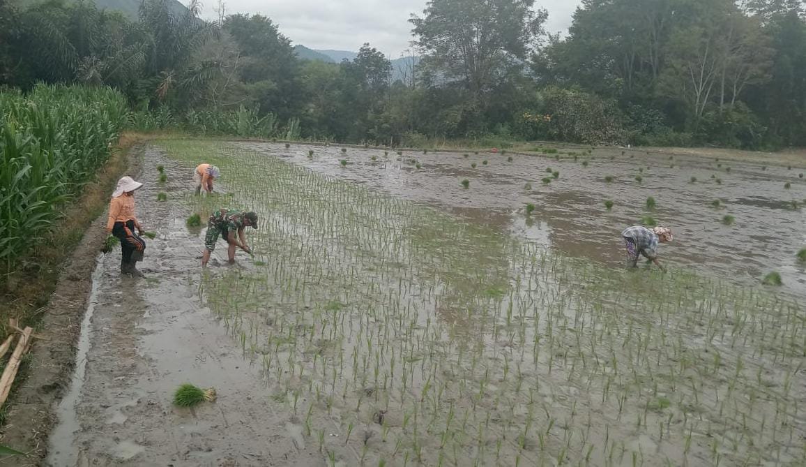 Sukseskan Ketapang Babinsa Turun Langsung Bantu Petani Tanam Padi