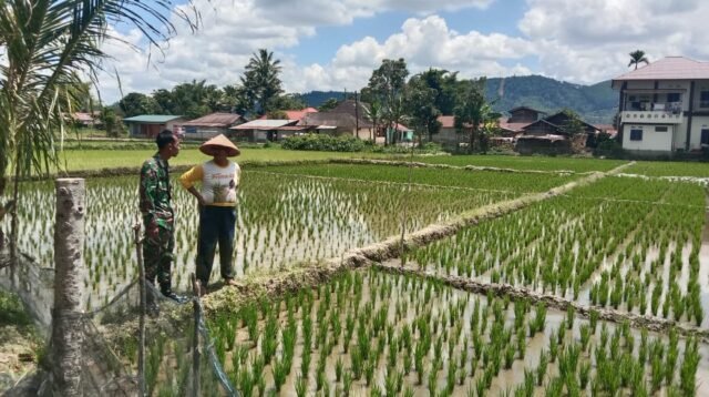 Sertu Sri Wardana terjun langsung Data Potensi Panen Padi