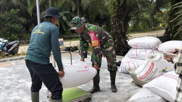 Dukung Ketahanan Pangan, Babinsa Rawa Mulia Dampingi Petani Pasca Panen Padi