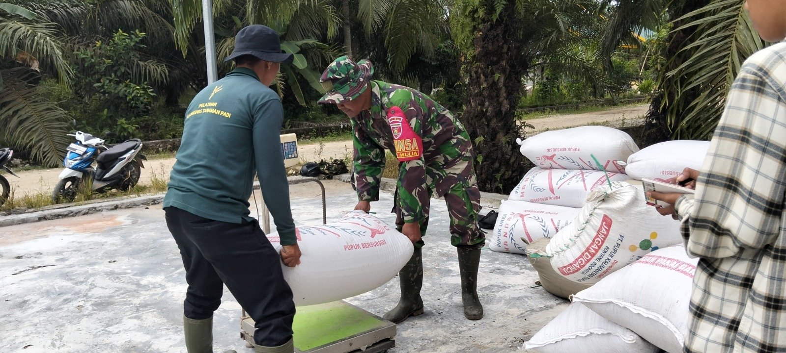 Dukung Ketahanan Pangan, Babinsa Rawa Mulia Dampingi Petani Pasca Panen Padi