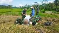 Kodim Wonosobo dan Bulog Serap Gabah Petani Demi Kesejahteraan dan Ketahanan Pangan