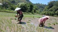 Tingkatkan Ketahanan Pangan, Babinsa Kodim 1428/Mamasa Turun ke Sawah Bantu Petani Tanam Padi