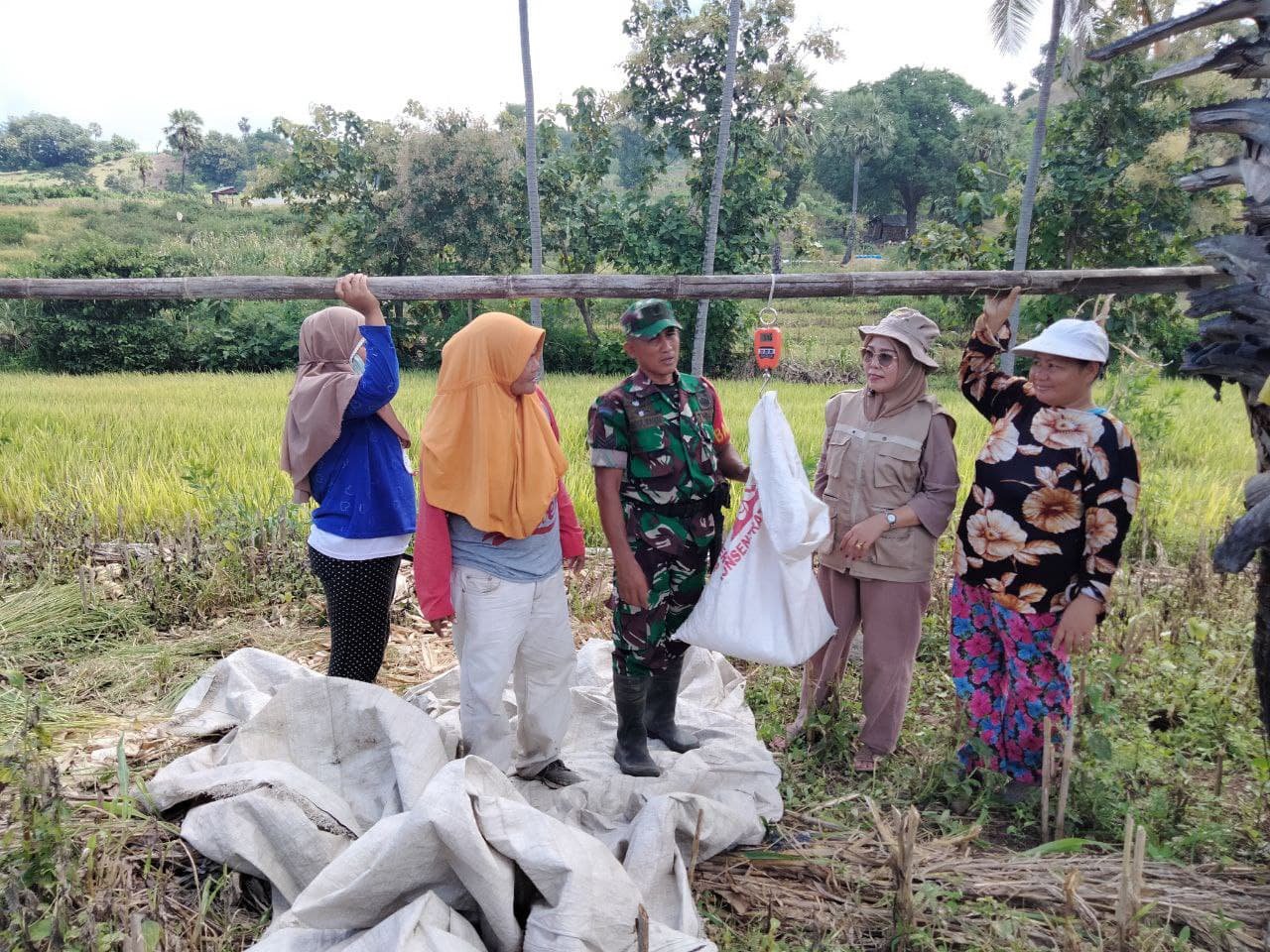 Babinsa Kodim 1425/Jeneponto Dampingi Bulog Serap Gabah, Dukung Swasembada Pangan