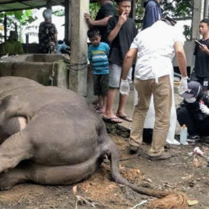 Screenshot_20250516-213208~3