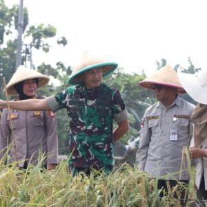 Danrem 051/WKT Bersama Aster Kasdam Jaya Laksanakan Panen Raya Padi di Wanajaya, Cibitung