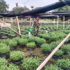 WhatsApp Image 2025-05-31 at 15.44.46 Kodim 0501/JP Berhasil Budidayakan Sayur di Urban Farming