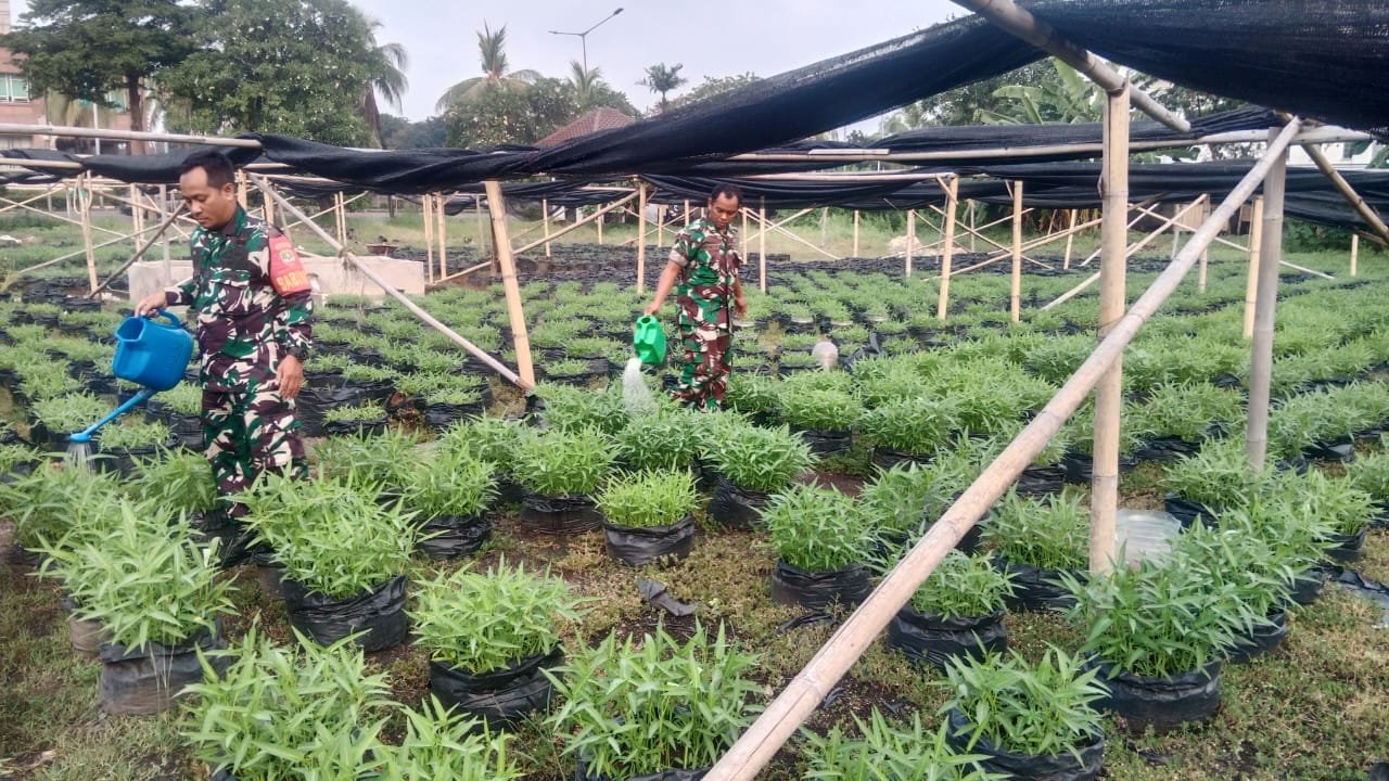 Kodim 0501/JP Berhasil Budidayakan Sayur di Urban Farming