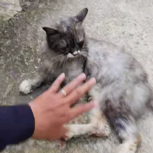 Screenshot_20250614-205454~2