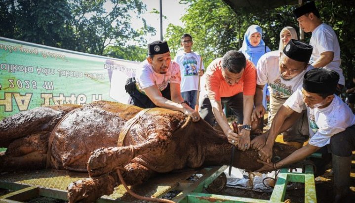 Wali Kota Jaksel Perdana Sembelih Sapi Limosin 700 Kg