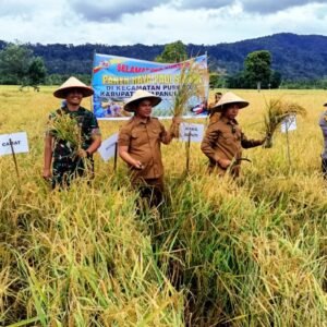 Dukung Asta Cita, Dandim 0210/TU Bersama Forkopimda Hadiri Panen Raya Padi