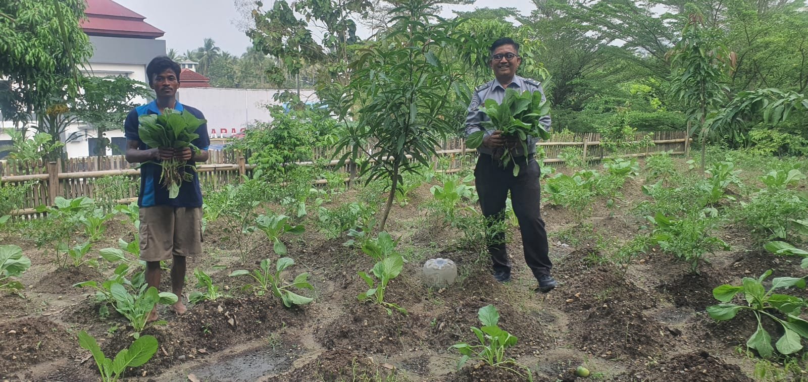 Petik Sawi, Petik Peluang! Warga Binaan Lapas Cilegon Terus Berkarya