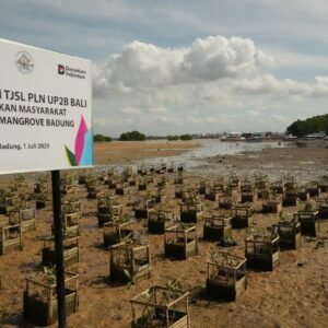 PLN UP2B Bali Tanam 6.000 Bibit Mangrove untuk Cegah Abrasi dan Pelihara Ekosistem Pesisir