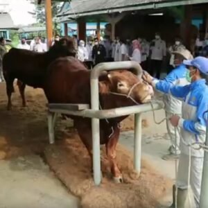 Dari Limbah Sabut Kelapa ke Alas Kandang Higienis, Kolaborasi Lapas Tulungagung dan Balai Besar Inseminasi Buatan (BBIB) Singosari Mendorong Kemandirian