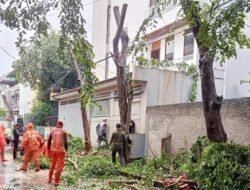 Tindak Lanjut Aduan Warga, Tiga Pohon Angsana di Jelambar Dipangkas