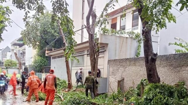 Tindak Lanjut Aduan Warga, Tiga Pohon Angsana di Jelambar Dipangkas