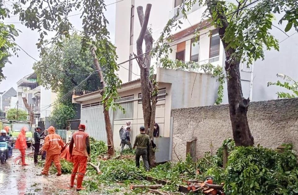 Tindak Lanjut Aduan Warga, Tiga Pohon Angsana di Jelambar Dipangkas
