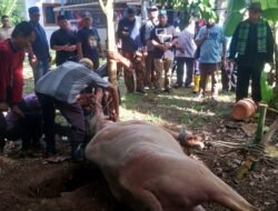 Jelang Lebaran, Depok Masih Gelar Tradisi Motong Kebo Andil