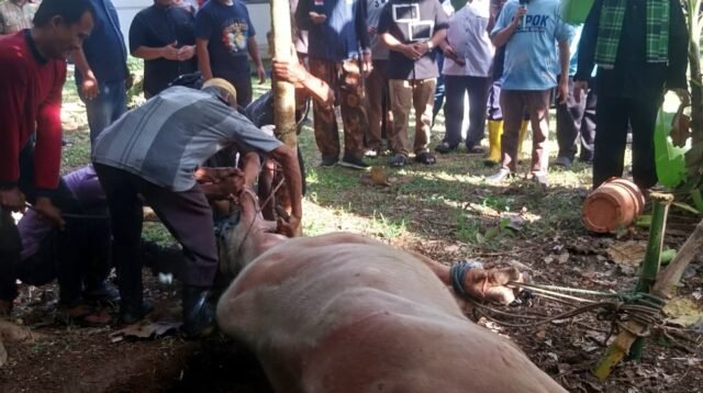 Jelang Lebaran, Depok Masih Gelar Tradisi Motong Kebo Andil