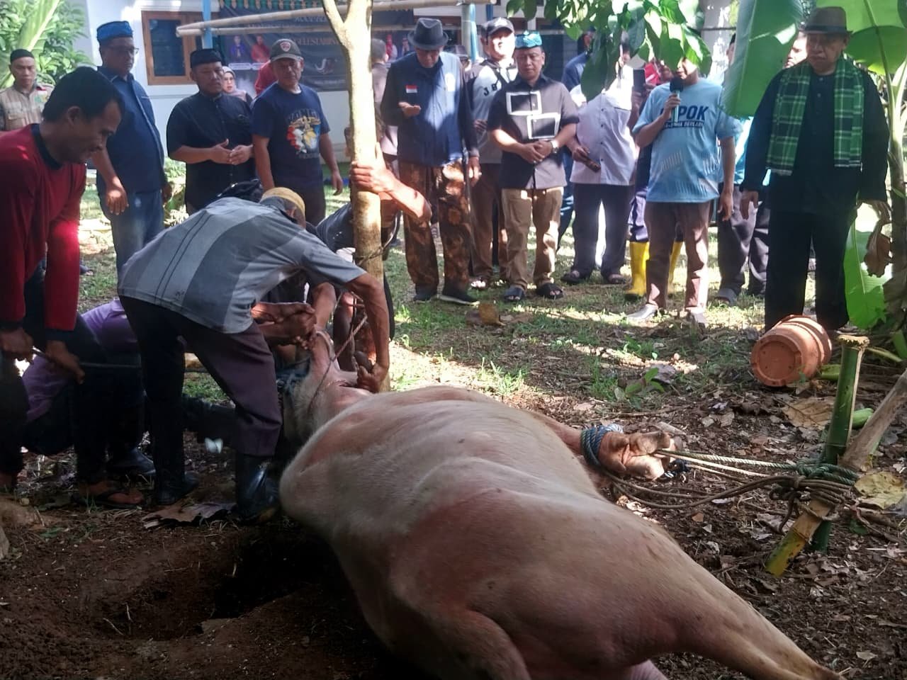 Jelang Lebaran, Depok Masih Gelar Tradisi Motong Kebo Andil