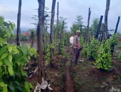 Dari Ojol ke Petani Lada, Transmigran di Luwu Timur Raup Jutaan Rupiah