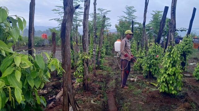 Dari Ojol ke Petani Lada, Transmigran di Luwu Timur Raup Jutaan Rupiah