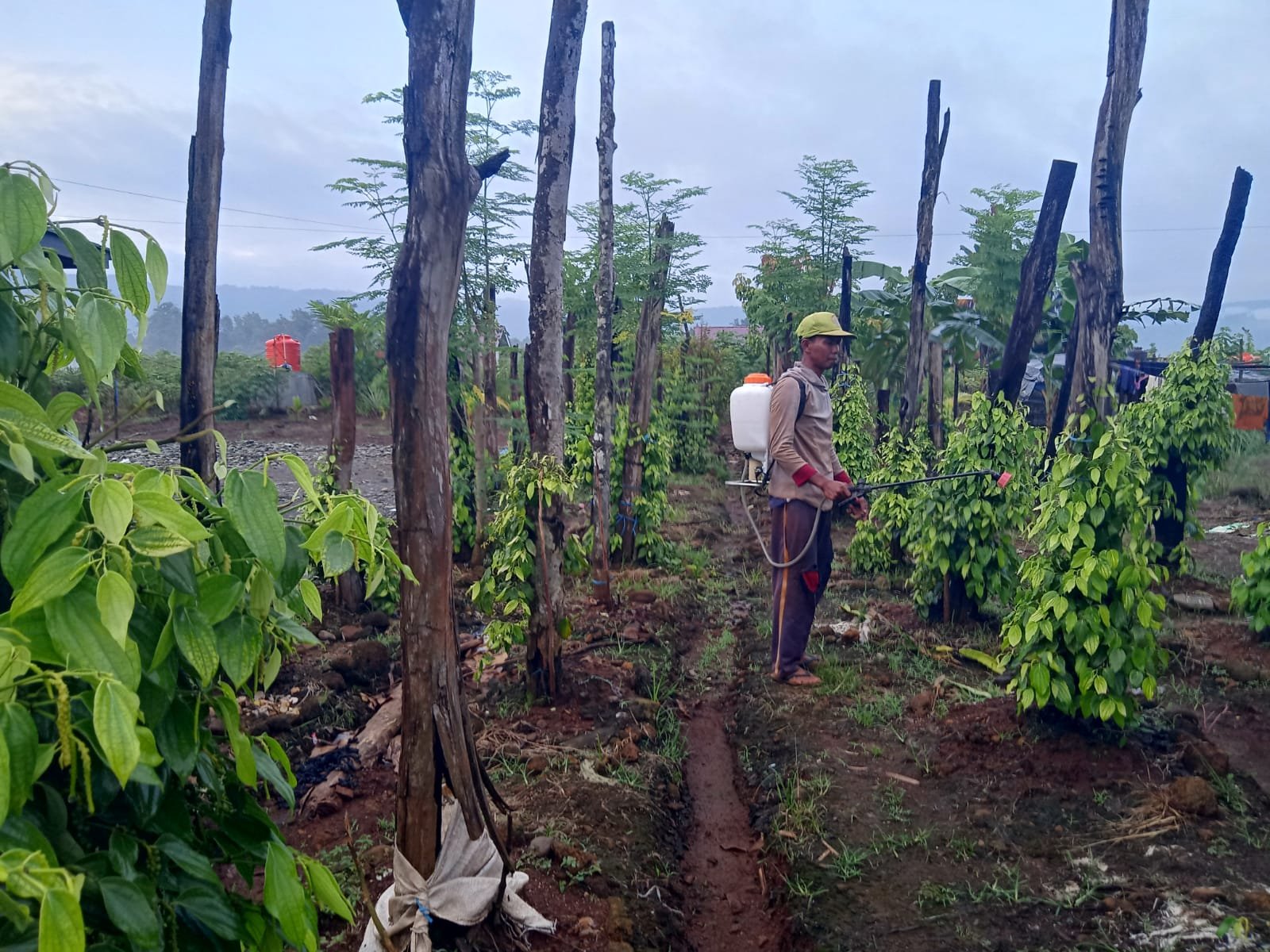 Dari Ojol ke Petani Lada, Transmigran di Luwu Timur Raup Jutaan Rupiah