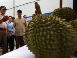 Durian Parigi Moutong Mendunia, 459 Ton Tembus Pasar China Senilai Rp42,5 Miliar