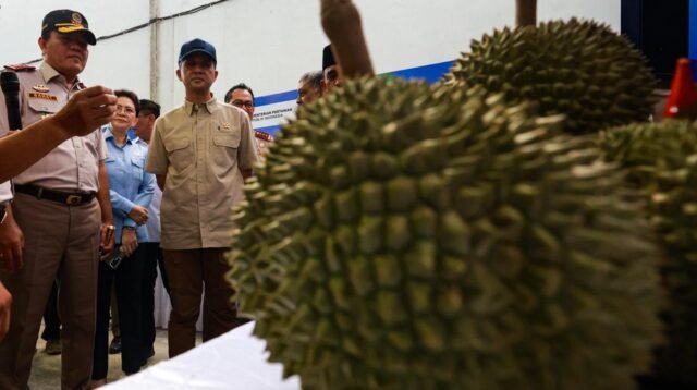 Durian Parigi Moutong Mendunia, 459 Ton Tembus Pasar China Senilai Rp42,5 Miliar