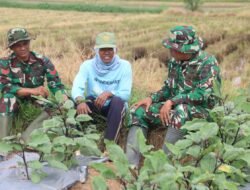 Komsos di Lahan Pertanian, Hangatnya Kebersamaan Satgas TMMD dan Petani Desa Godo