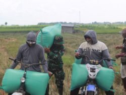 Di Sawah Desa Godo, TNI dan Petani Kompak Angkat Gabah Bersama