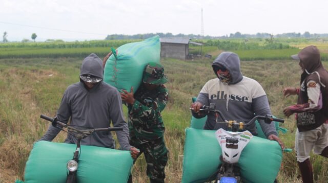 Di Sawah Desa Godo, TNI dan Petani Kompak Angkat Gabah Bersama