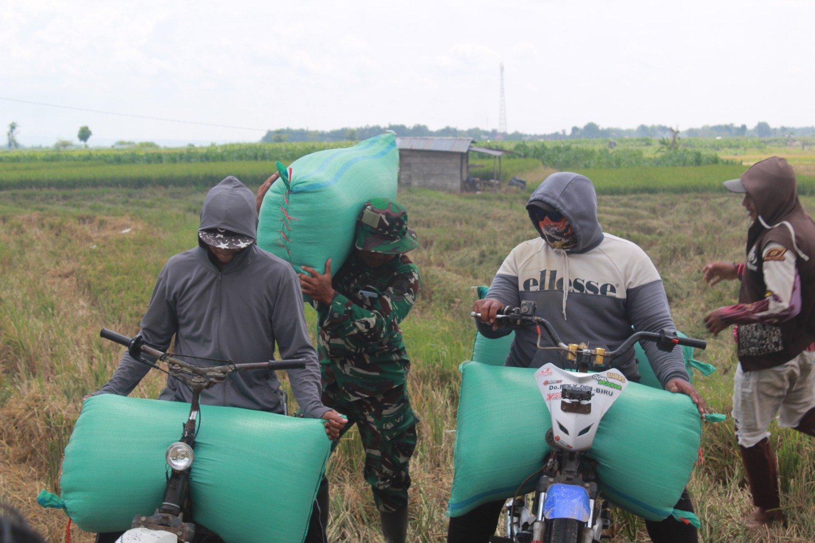 Di Sawah Desa Godo, TNI dan Petani Kompak Angkat Gabah Bersama