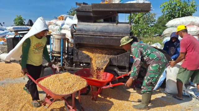 Sinergi Tanpa Batas, Anggota Kodim 0718/Pati Ringankan Beban Pengusaha Giling Jagung di Lokasi TMMD