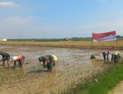 Semangat Kebersamaan Warnai Penanaman Padi TMMD Reguler ke-128 di Desa Godo