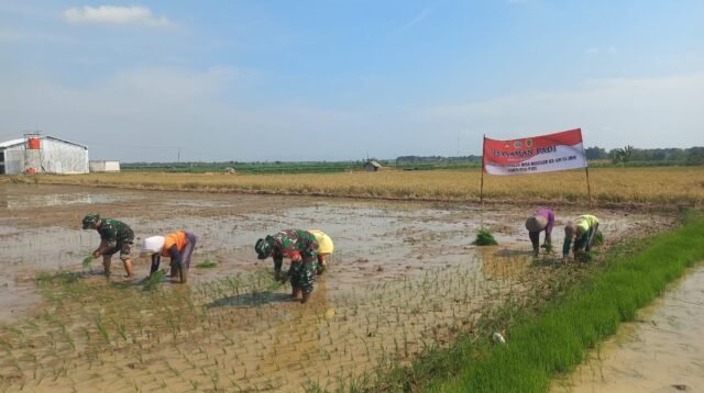 Semangat Kebersamaan Warnai Penanaman Padi TMMD Reguler ke-128 di Desa Godo