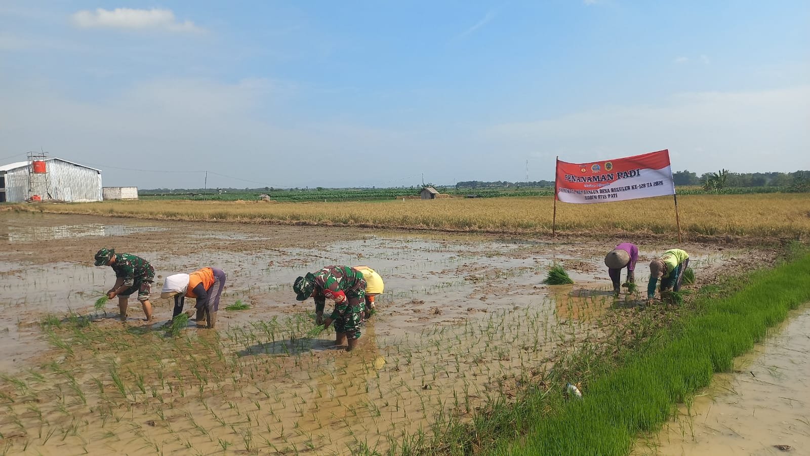 Semangat Kebersamaan Warnai Penanaman Padi TMMD Reguler ke-128 di Desa Godo