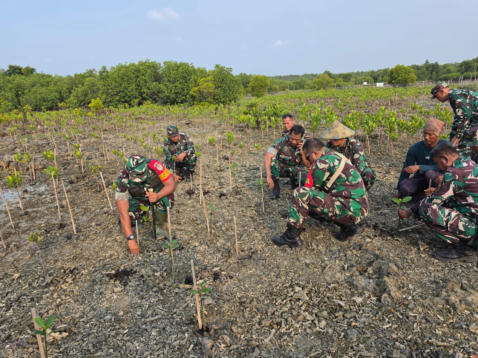 1.000 Mangrove Ditanam di Pulo Panjang, TMMD Serang Dukung Konservasi