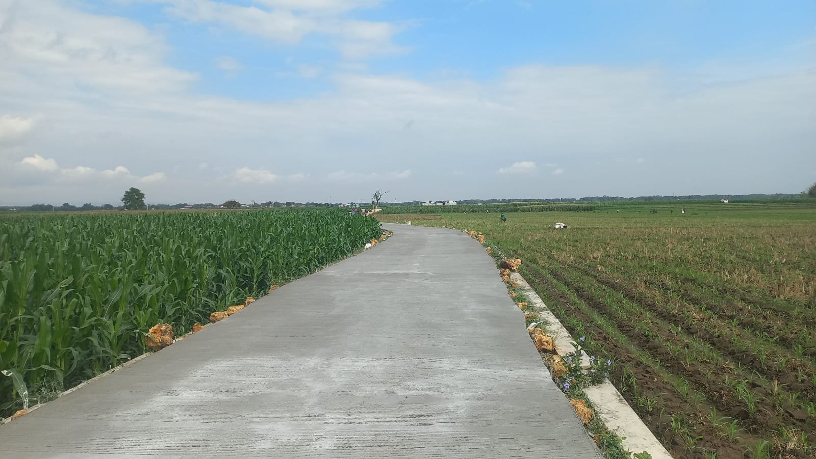 Jalan Beton Desa Godo Rampung 100 Persen, Petani Kini Lebih Mudah Angkut Hasil Panen