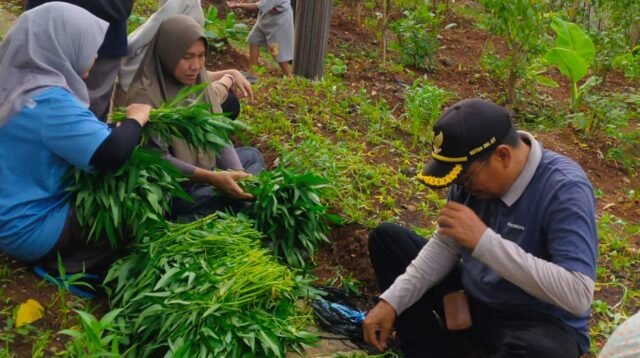 Lahan Buang Sampah Sembarangan, Disulap Jadi Lahan Pertanian