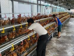 WhatsApp Image 2026-08-31 at 19.28.40 Karutan I Gusti Lanang Agus : Budidaya 500 Ayam Petelur, Rutan Cipinang Perkuat Ketahanan Pangan dan Kemandirian Warga Binaan