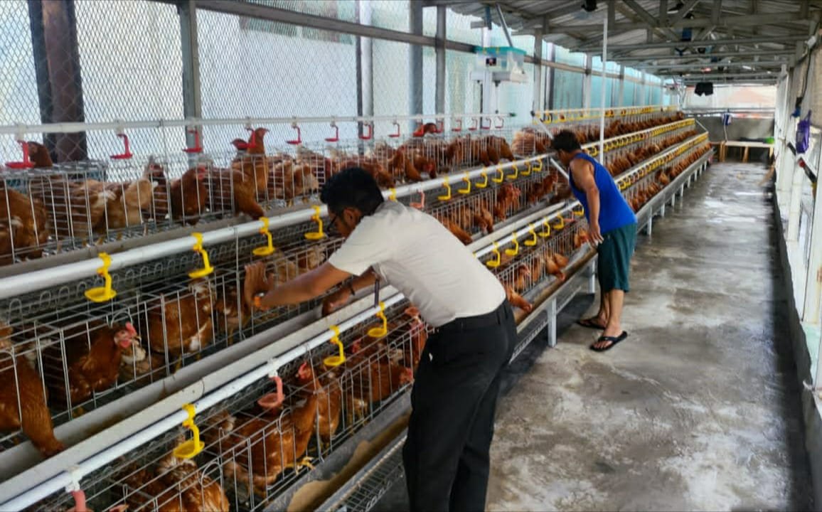 Karutan I Gusti Lanang Agus : Budidaya 500 Ayam Petelur, Rutan Cipinang Perkuat Ketahanan Pangan dan Kemandirian Warga Binaan
